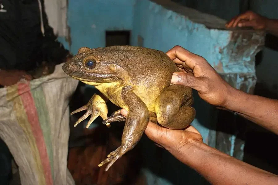 World’s Largest Frog Teeters On Brink Of Extinction