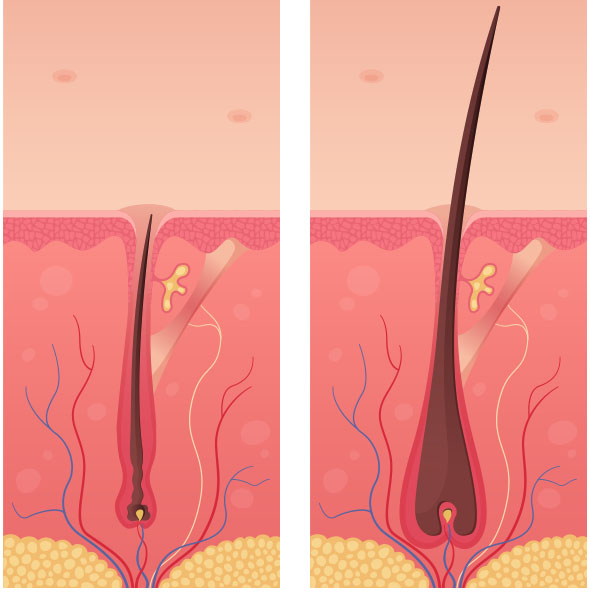 The strength and density of hair in 21 days!